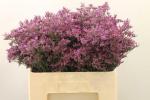 Limonium sinense DARK BLUE, Statice blau - 5 Stiele